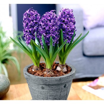 Hyacinth / Hyacint